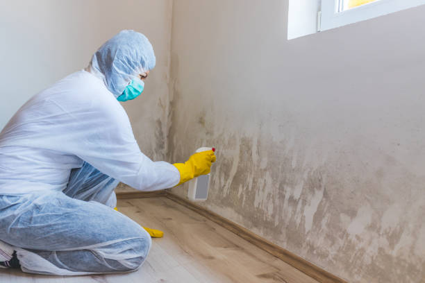 Licensed Commercial Mold Remediation service in Ardmore, PA - WQB Mold Removal